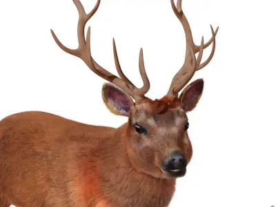 Fur Stag Deer Rigged Low-poly 3D model