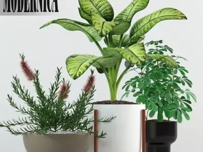 Plants collection 79 Modernica pots 3D model