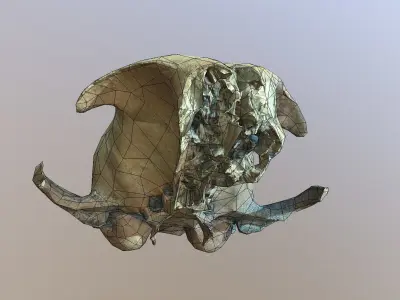 Photorealistic scanned small skull of rodent  Low-poly 3D model