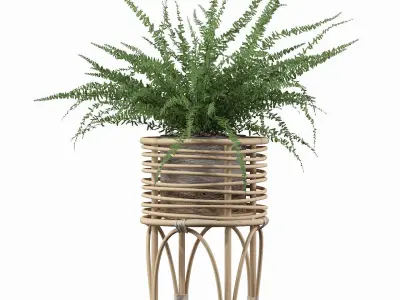 Fern in rattan stand 3D model purchase