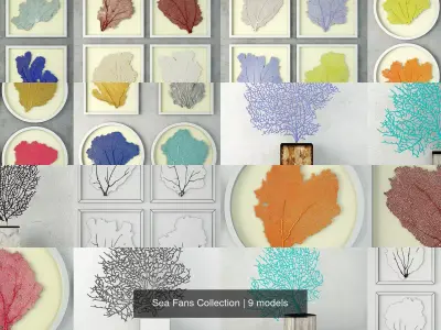 Sea Fans Collection