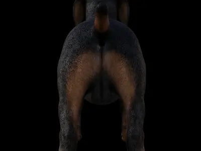 DachShund - Dog Low-poly 3D model