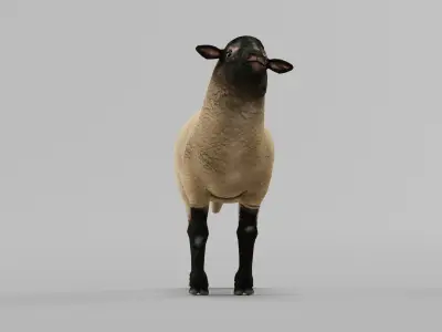 Suffolk Sheep Animal Low-poly 3D model