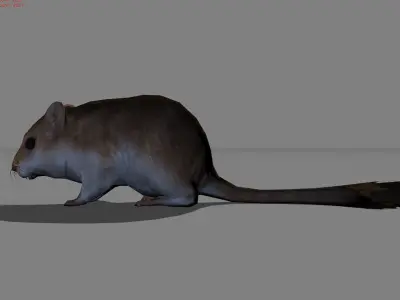 Sand Mouse Animal Low-poly 3D model