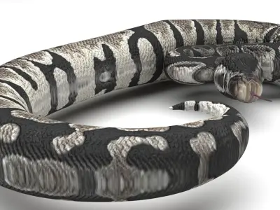 Axanthic Ball Python Snake 3D model