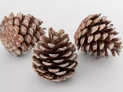 Pinecone - 3D Scan Low-poly 3D model