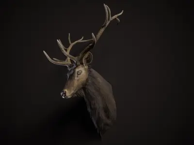 Elk Trophy Head - Photorealistic PBR Low-poly 3D model