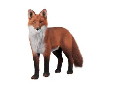 Fox Rigged 3D Model Low-poly 3D model