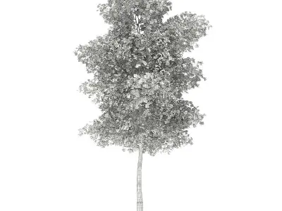 Silver Birch Betula pendula 14m 2 3D model