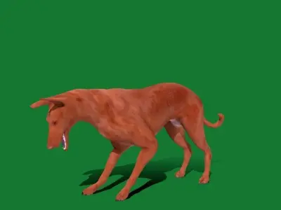 Pharaoh Hound Dog 3D model