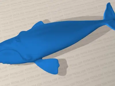 Northern Right Whale - Eubalaena Glacialis - Adult Male -  3D model