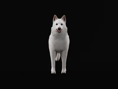 White Swiss Shepherd Dog Low-poly 3D model