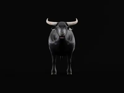 Asian Water Buffalo Low-poly 3D model