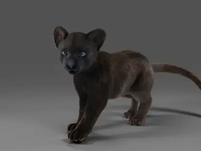 Fur Baby Black Panther Rigged in Blender Low-poly 3D model