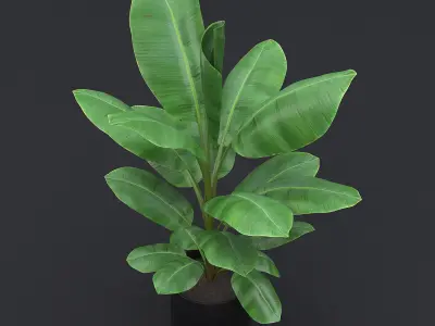 Cavendish Banana Plant I 3D model