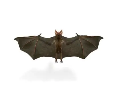 Vampire Bat Low-poly 3D model