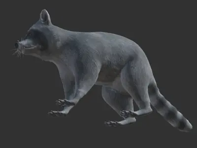 Raccoon Low-poly 3D model