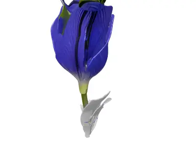 Elegant Blue Flower Blossom 3D Model Low-poly 3D model