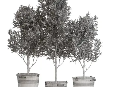 Plants collection 733 3D model