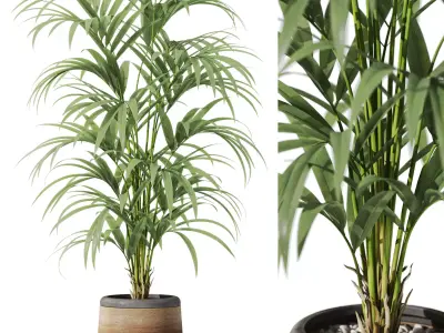 Plants collection vol 42