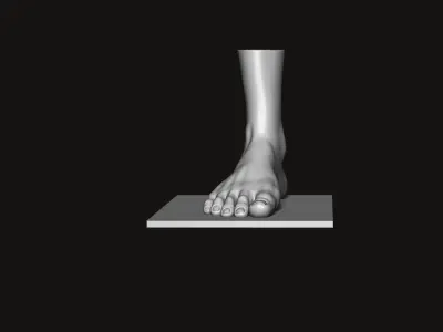 Foot and Leg anatomy 3D print model