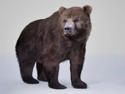 Bear Rig UNREAL project   Maya base rig 3D model