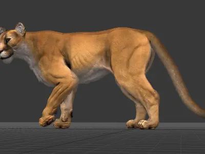 Cougar  - Panther - Jaguar - Leopard - Mountain Lion Low-poly 3D model