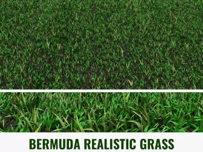 Lawn Grass Free 3D model