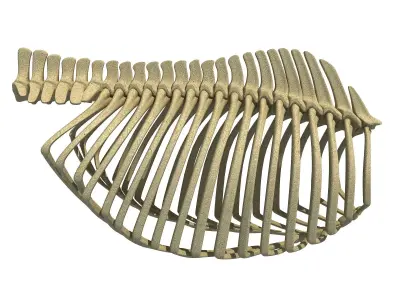 Detailed Bones of  Animal Rib Cage 2 3D model