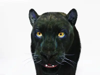 Realistic Fur Black Panther3D Model NO RIG Low-poly 3D model