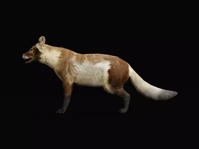 Arctic Polar Fox Summer Low-poly 3D model