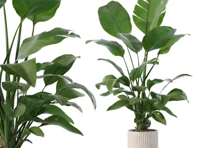 Strelitzia in biedge flowerpot 3D model