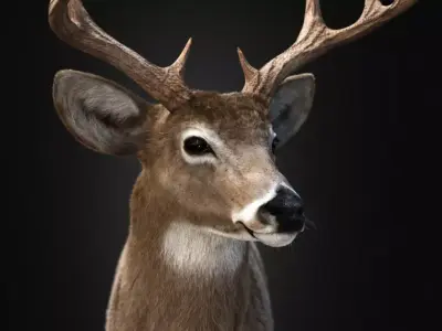Deer Animal Low-poly 3D model