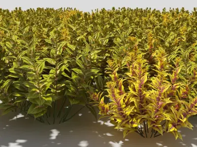 coleus three vases 3D model