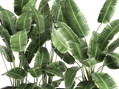 Banana in a pot for the interior 760 3D model