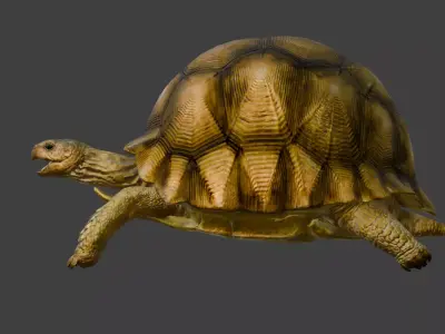 Angonoka Tortoise 3D model