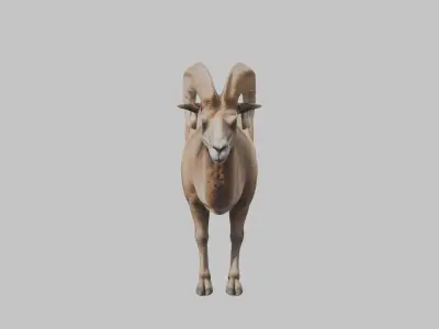 Ram Goat Low-poly 3D model