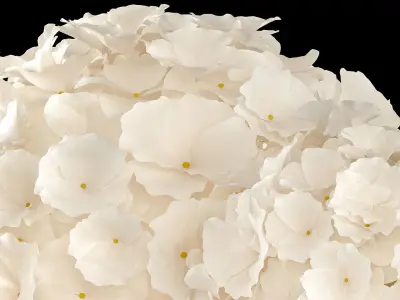 Solemn bouquet of white hydrangea flowers in a vase 367 3D model