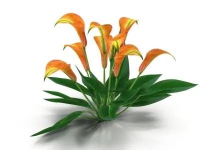 Calla Lily orange 3D model