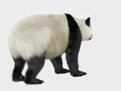 Panda with realistic fur 3D model
