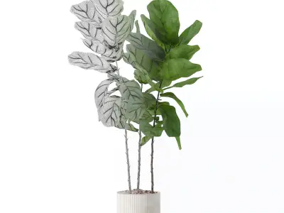 Ficus lyrata in modern flower pot 3D model