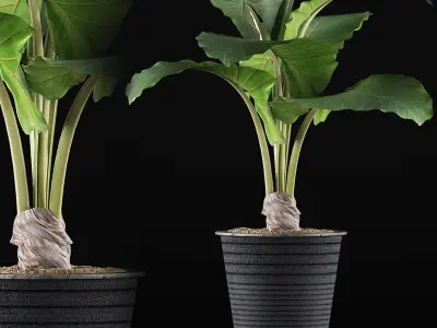 Plants Collection 52 3D model