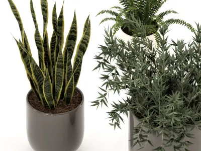Collection of plants-003 3D model