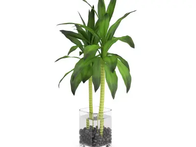 Bamboo Plant in Glass Pot 3D model