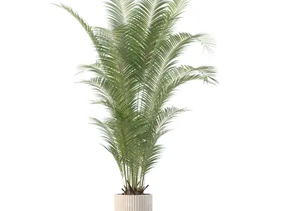 Plants collection 205 - areca palm ficus benjamina cactus bamboo 3D model