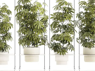Garden shelf Of Bushes Hemp Marijuana Cannabis 3D model