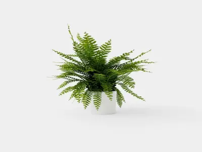 Nephrolepis ex Green Lady Low-poly 3D model