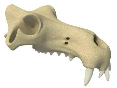3D Skull of Hippo 3D model