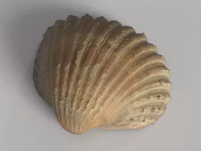 Cockle Sea Shell 3D model