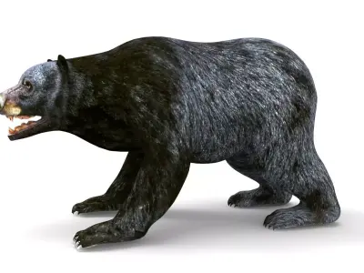Black Bear Rigged and animated 3D Model Low-poly 3D model